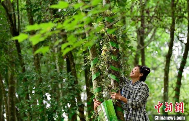 资料图:贵州从江林下种植铁皮石斛 吴德军 摄