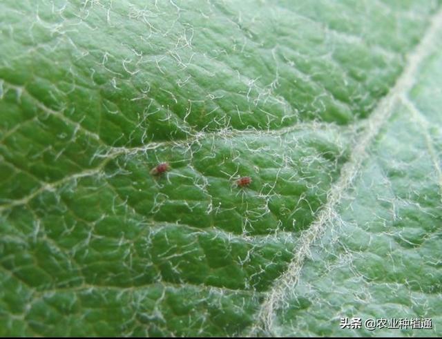 频繁降雨,苹果全爪螨还是发生了?了解3原因做好4项措施减少损失