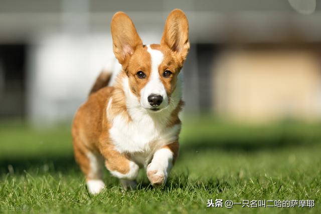 在全国禁养烈性犬的情况下,养这10种狗狗,或许是你最好的选择