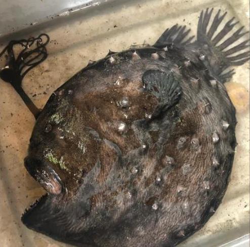 鮟鱇鱼,这是非常难得的,现在还不知道,这条鱼是怎