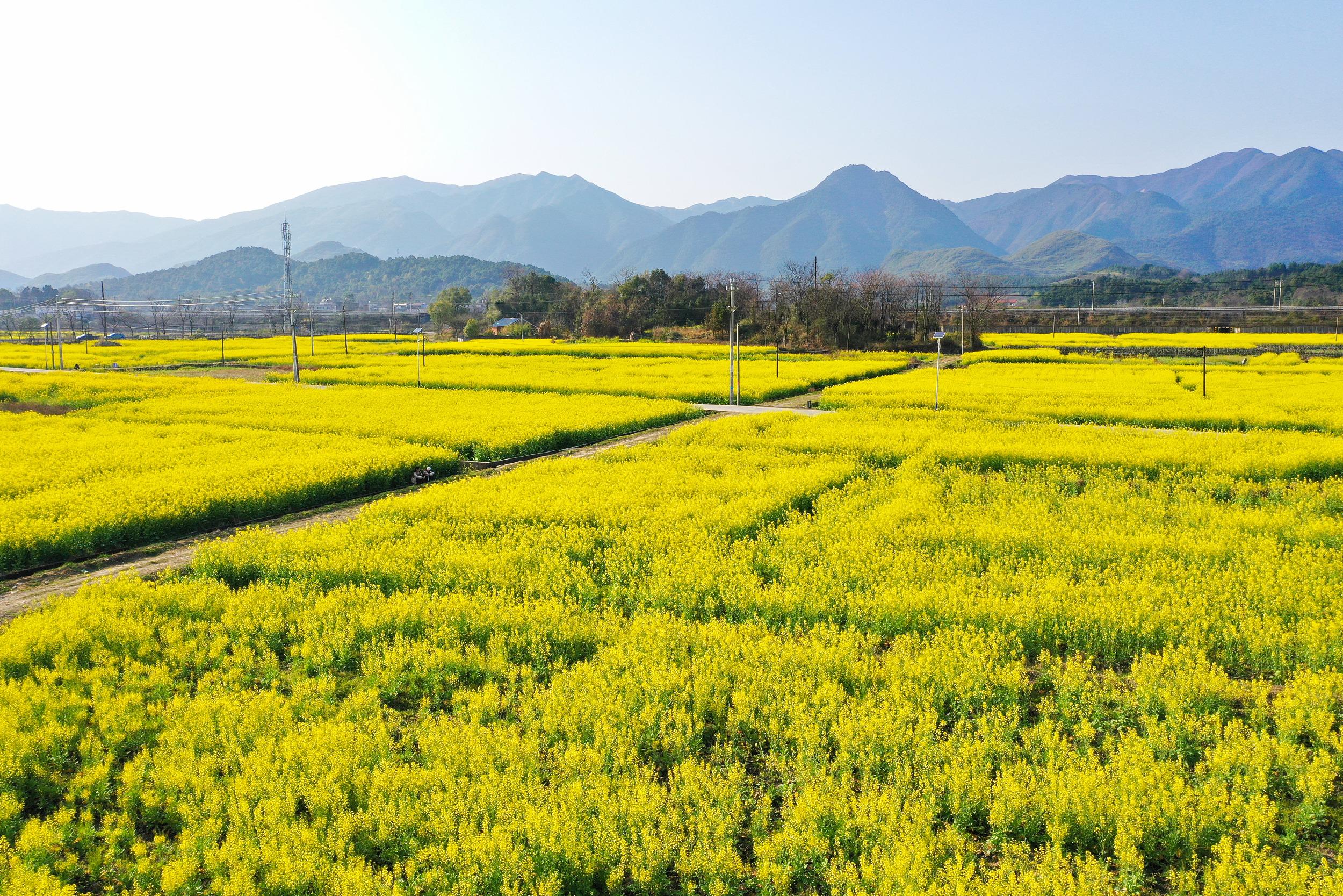 广西桂林:百亩油菜花绽放 宛如金色地毯