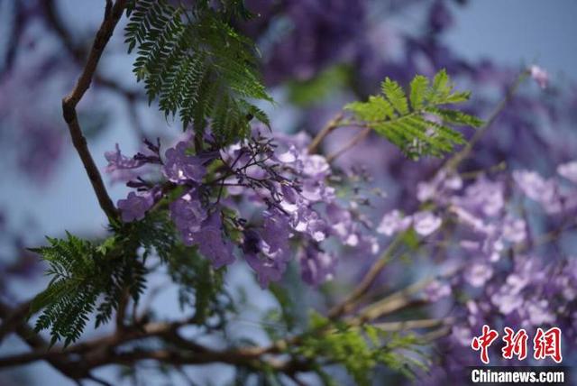 西昌城区蓝花楹迎来花期. 宋明 摄 西昌城区蓝花楹迎来花期. 宋明 摄