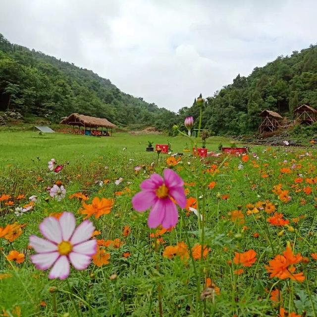 據瞭解,木魚谷露營基地是麻柳嘴鎮的一個鄉村旅遊項目.