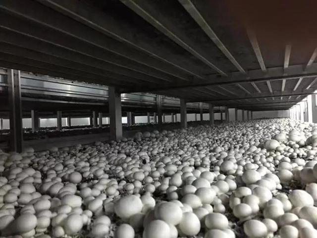 上海联中食用菌专业合作社