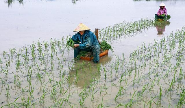 广西横县:划着"小船"插秧去