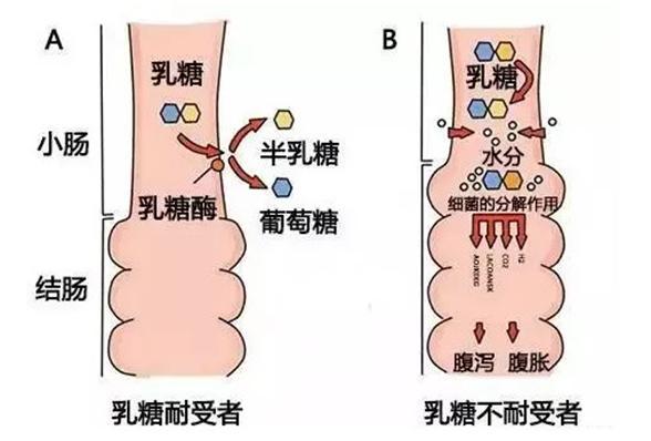 是牛奶当中含有的乳糖,乳糖是一种双糖,是有半乳糖和葡萄糖组成的,不