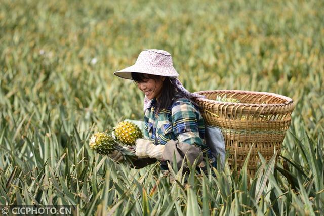 海南菠萝大批上市