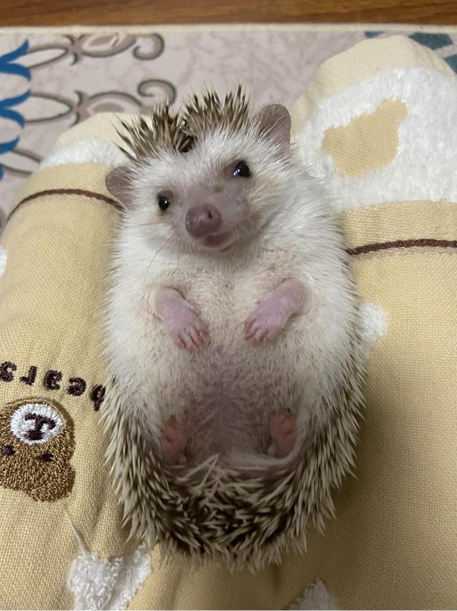 男子在家养180只蜥蜴!刺猬等网红异宠,为啥让人又爱又头疼?