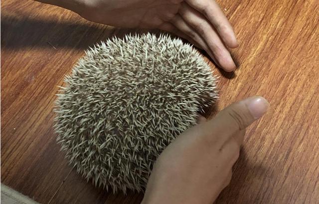 炸刺的格格(摄影/陈玉琪)