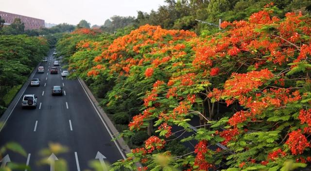 凤凰木是南方比较常见的行道树 五月的街头,处处可见 一株株,一行行
