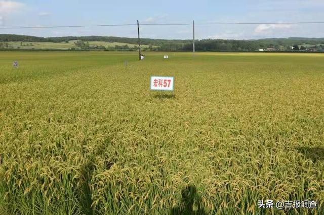 宏科24水稻图片
