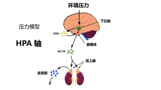 hpa轴压力模型