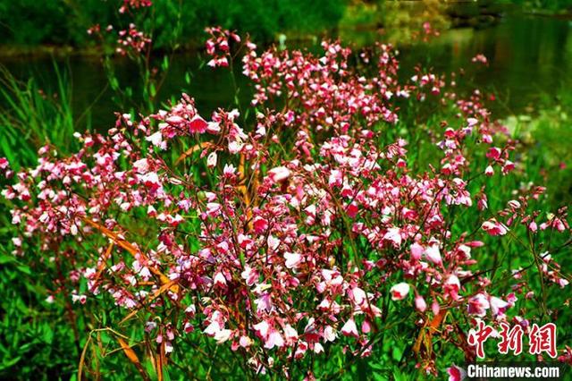 红艳艳绽放的野麻花. 杨厚伟 摄