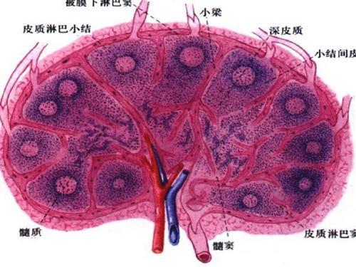 淋巴结副皮质区图片