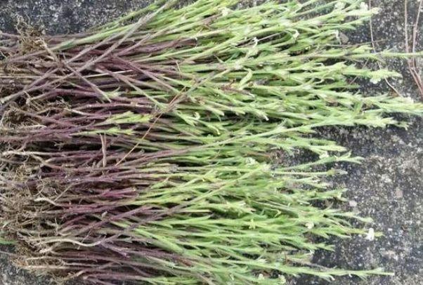 农村路边常被忽视的野草,被称为"百草之王",如今价值不菲