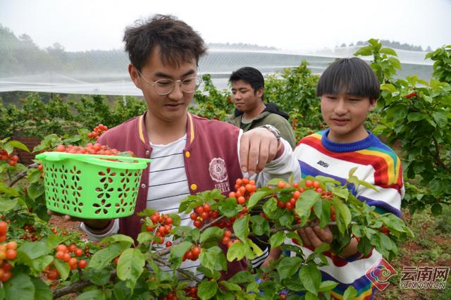 走进昆明晋宁区双河彝族乡田坝村,看到山坡上挂满枝头的红樱桃,果农们