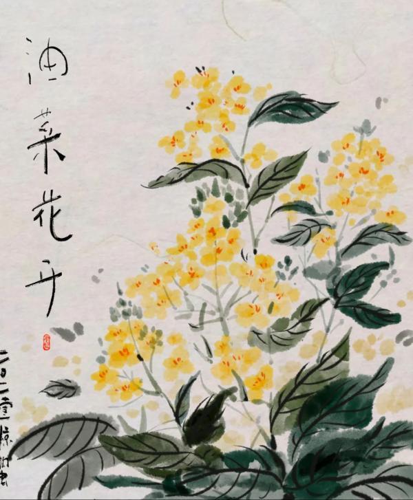 油菜花