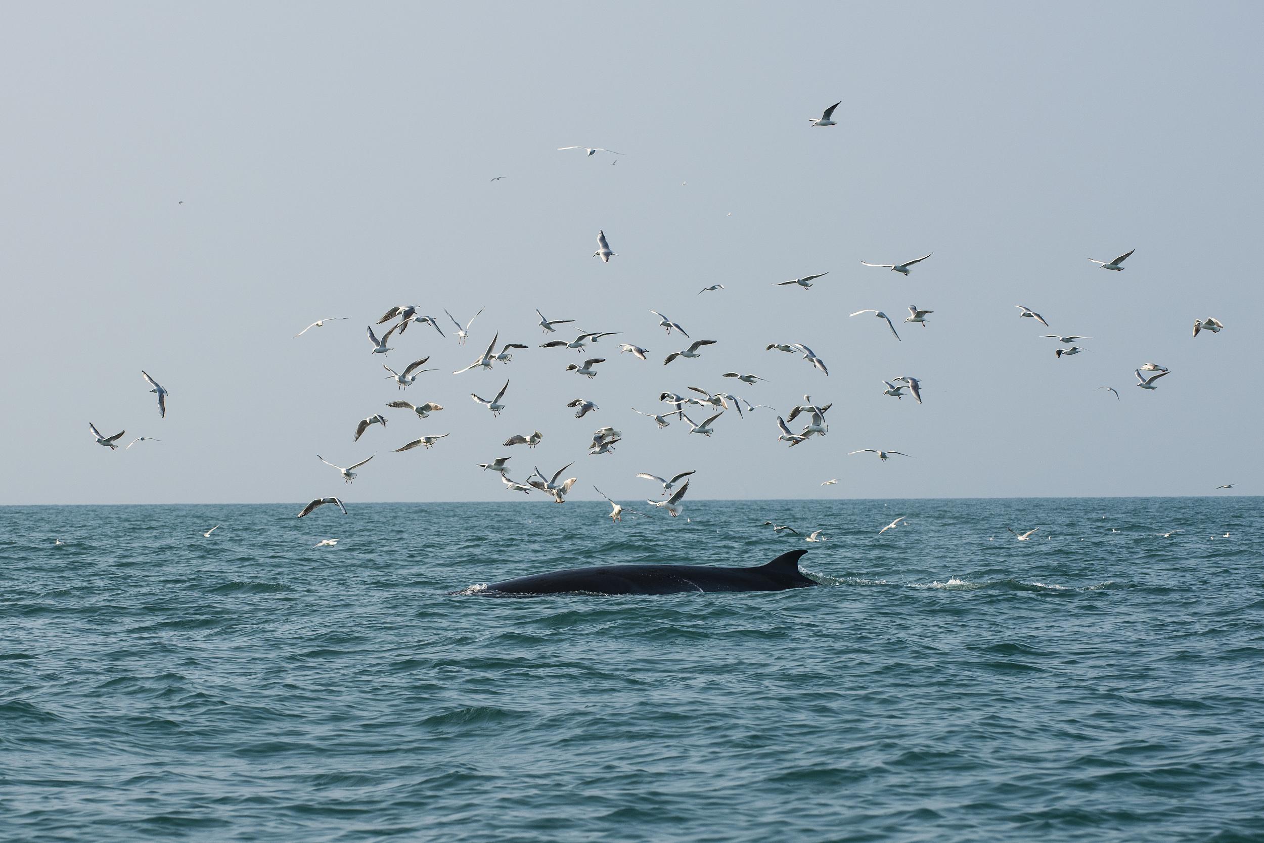 广西北海:布氏鲸海面游弋