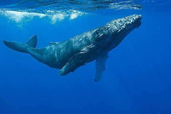 世界上最孤独的鲸它叫alice,1989年被发现