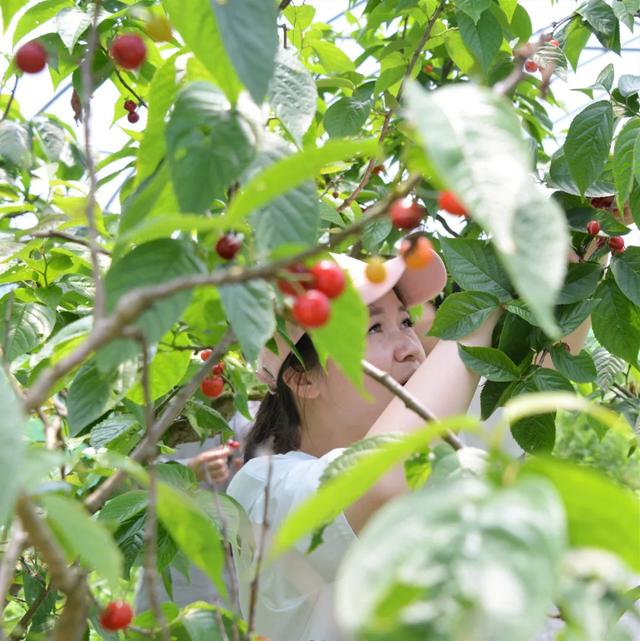 金山的百亩樱桃园可采摘啦!价格为