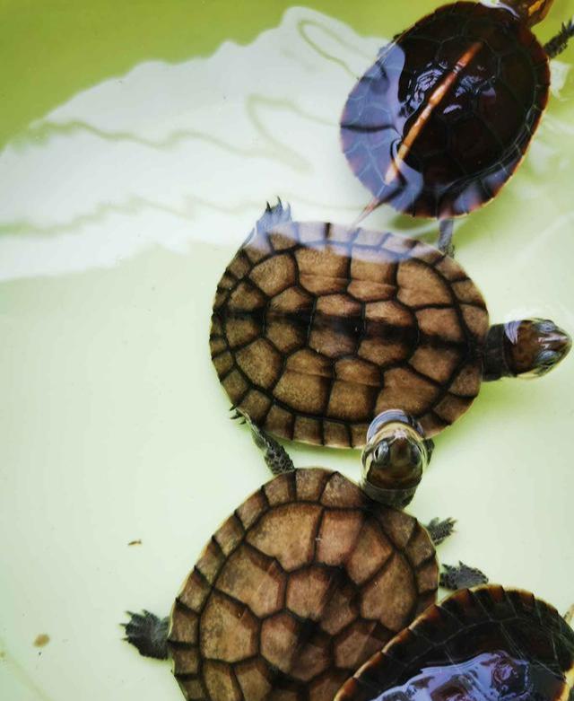 养龟必须要清楚的5种水!了解这些养龟容易许多