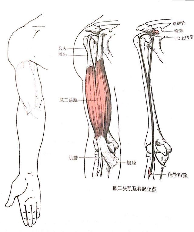 锻炼这部分肌肉可以使手臂肌肉更加饱满,视觉上显出手臂线条更明显