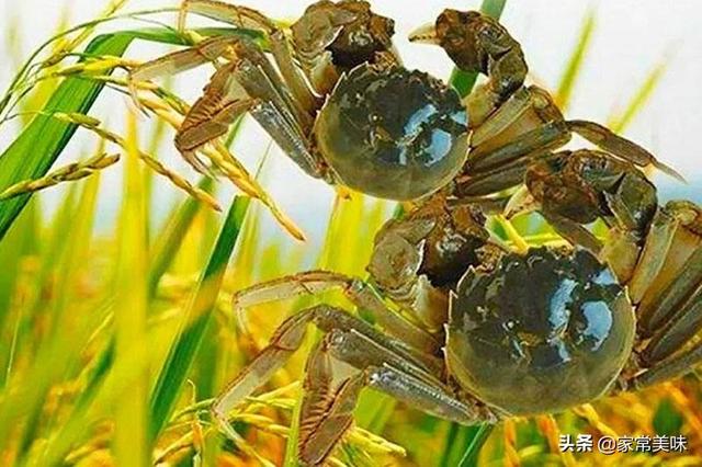 河蟹,俗称毛蟹,螃蟹,大闸蟹,清水蟹,胜芳蟹,是我国的特产,也是我国