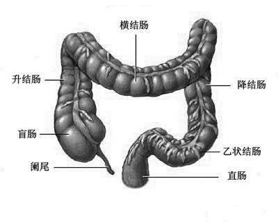升级你的"肠识",认识人体的第二个"大脑"