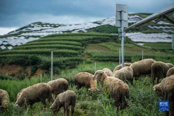 当地村民在仙水窝光伏电站放养的羊(8月24日摄).
