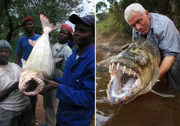 非洲最凶猛的食人鱼,连鳄鱼都不是它对手,堪称淡水中的"猛虎"