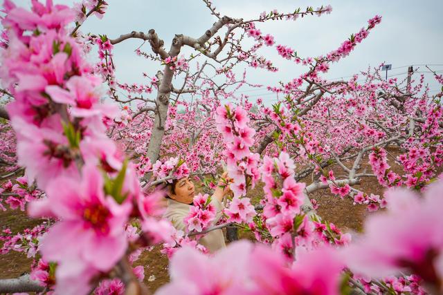 4月3日,在河北省邯郸市邯山区南堡乡"万亩桃园",游客在赏花拍照.