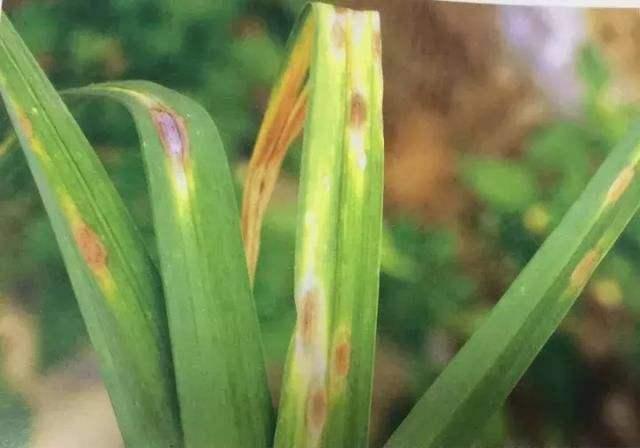 大蒜种植管理中,针对大蒜紫斑病的发生与防治措施,保障大蒜产量