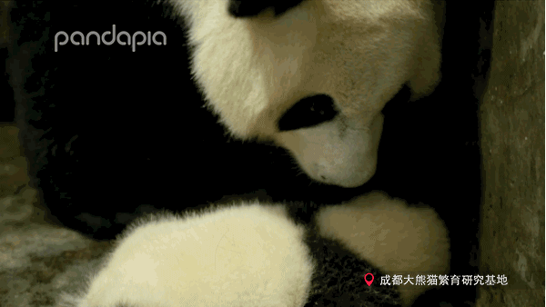 你的育儿经@抱娃有什么技巧，我怎么就抱不起来呢？