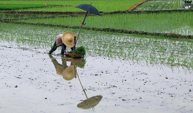 广西横县:划着"小船"插秧去