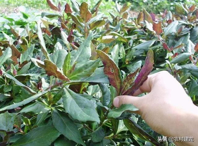 此种野菜不起眼,号称"补血菜",深受人们喜爱,老农:不可多吃