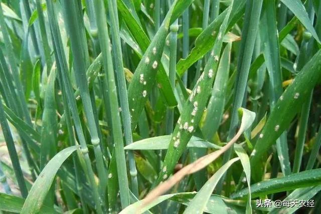 3,小麦全蚀病 抽穗后田间病株成簇或点片状发生早枯白穗,病根变黑