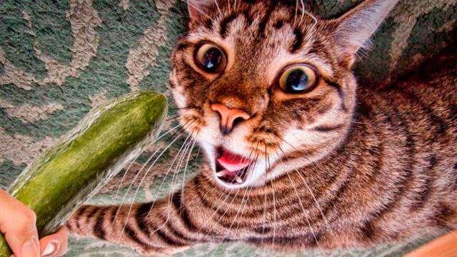 为什么猫都会害怕黄瓜?专家做出分析,爱猫的人不要这么做