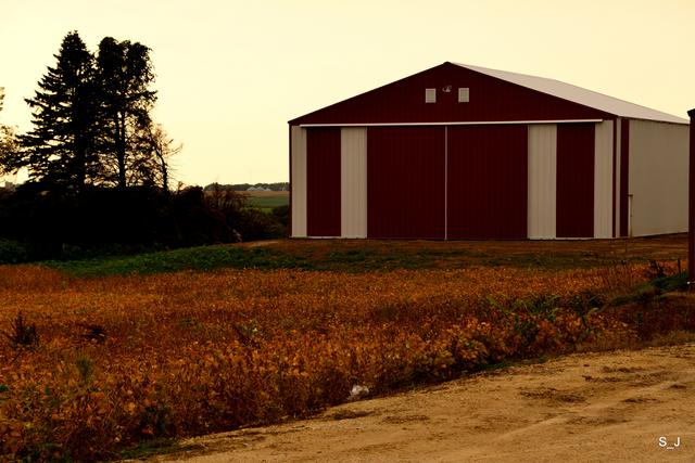 美国大粮仓明尼苏达州,一望无际的玉米和大豆,无人收割