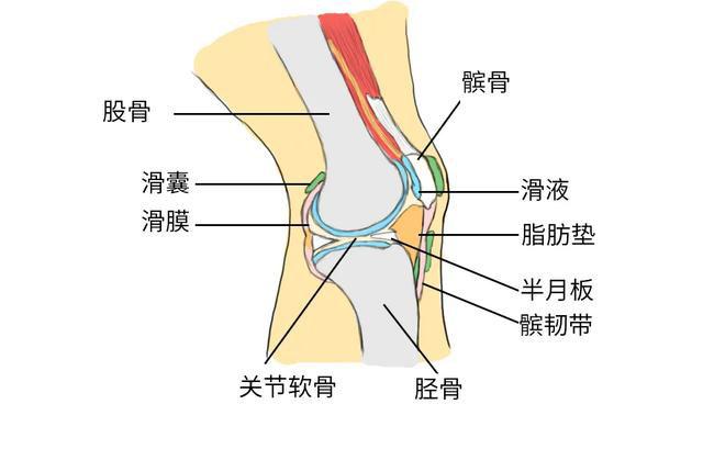 「类风湿关节炎」为何误诊「急性滑膜炎」?滑膜炎炎从何来?