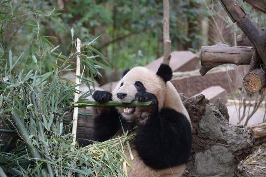 小可爱上线!成都大熊猫吃竹子不停歇