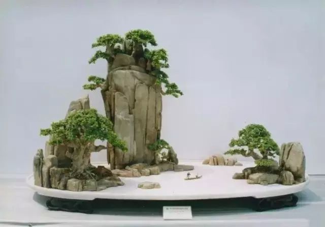 价值上亿的顶级盆景,大开眼界!美得无与伦比!