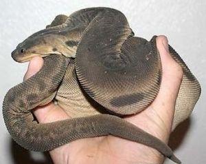 世界最古老的蛇类原来长这样?真正的外强中干,离不开水