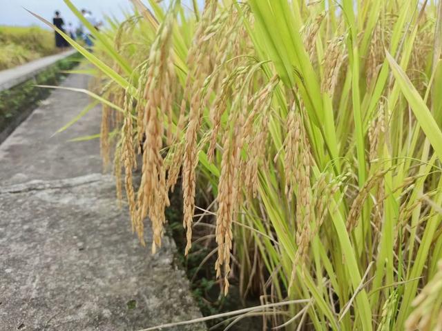 他们在水稻田里为母校送上祝福