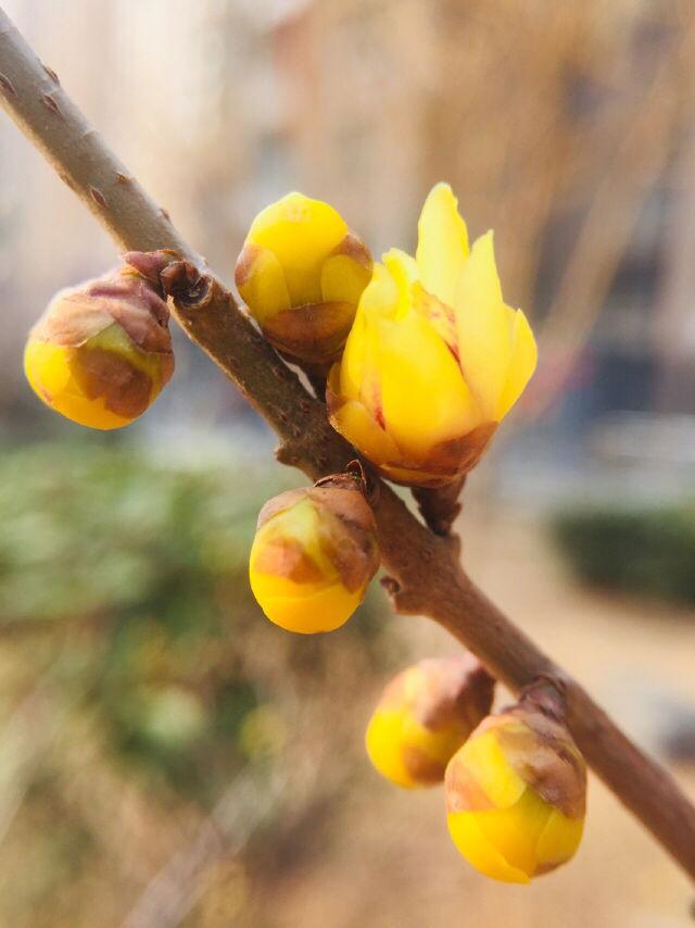 冬天开什么花(南方冬天开什么花)