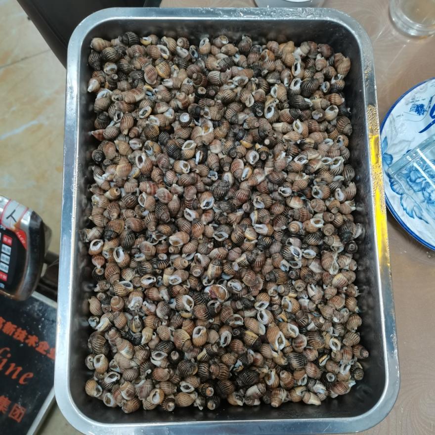 有种螺长得跟螺蛳