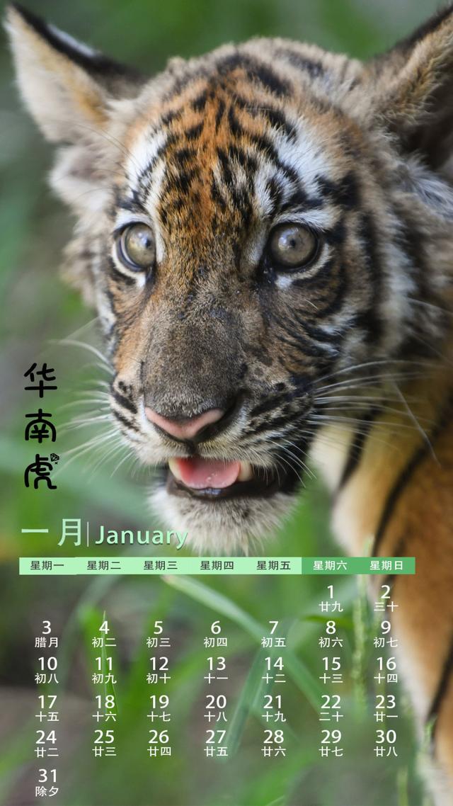 年终报道丨请收藏动物萌宝日历来了