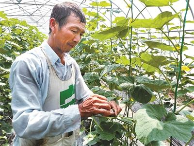 瓜农在给甜瓜授粉.