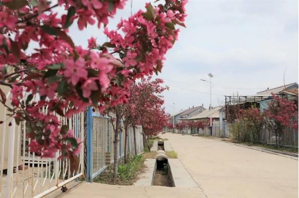 磐石市吉昌镇加强绿化美化努力打造美丽乡村