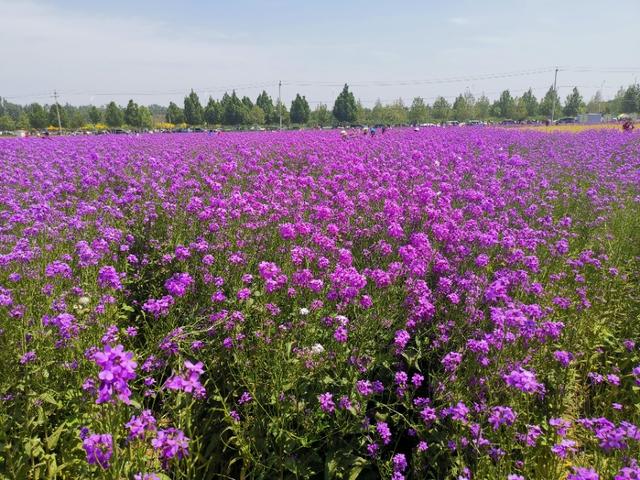 魏善庄紫色油菜花图片