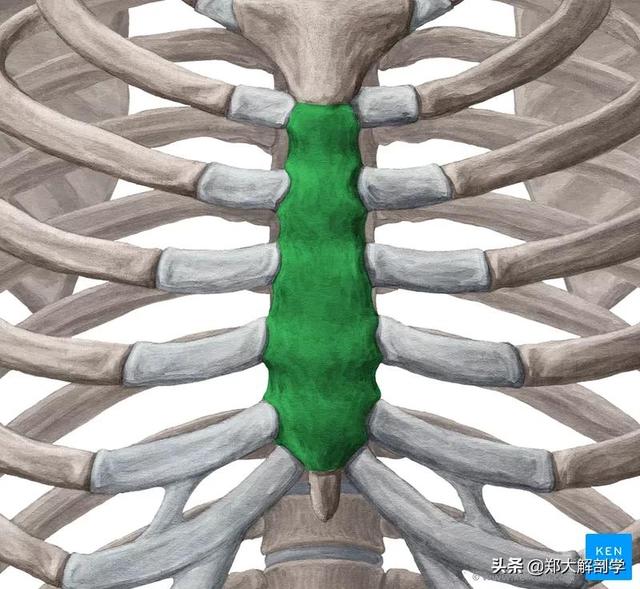 从骨到筋胸骨和肋解剖与触诊检查